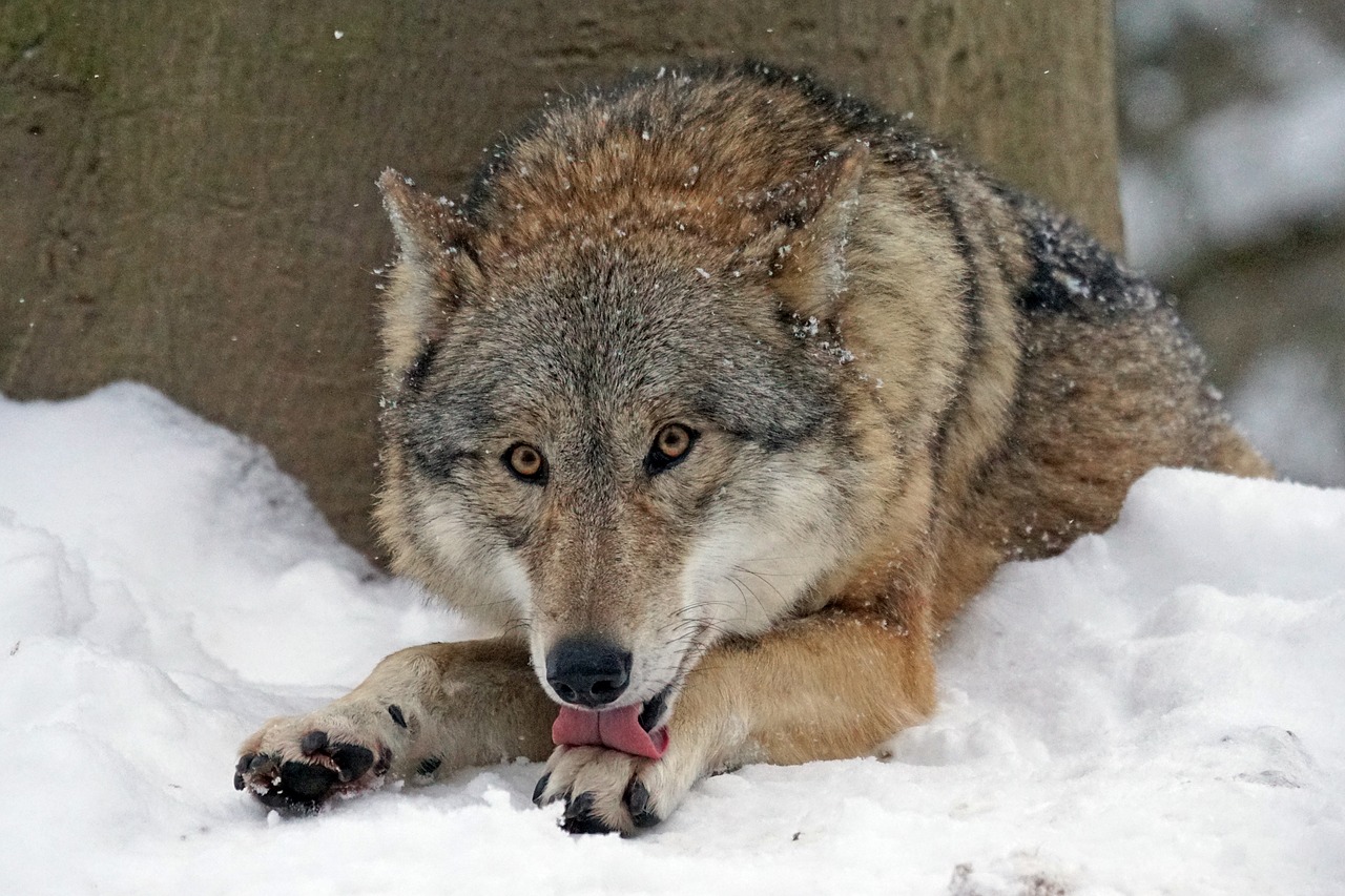 Image - wolf mongolian wolf predator