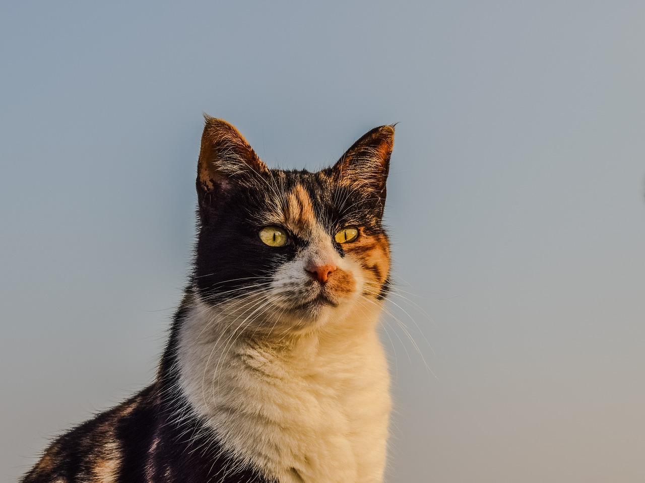 Image - cat stray animal portrait feline