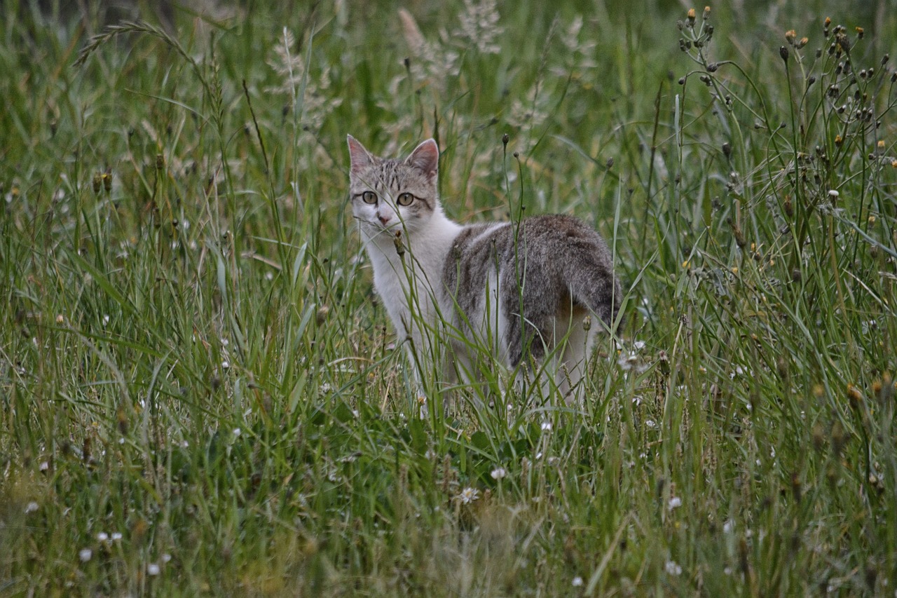 Image - cat feline animal domestic animal