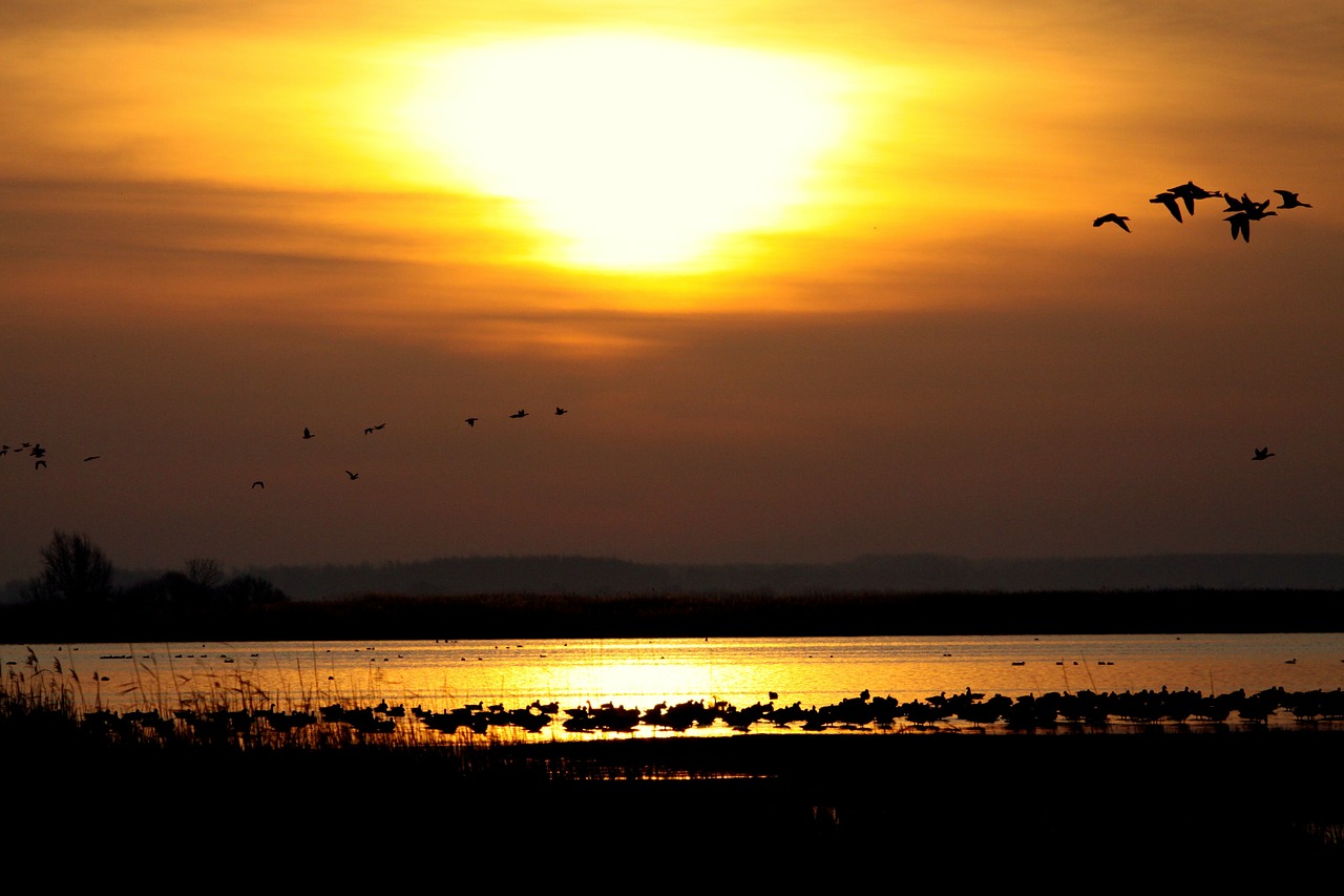 Image - sun sunset landscape water