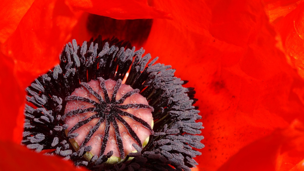 Image - poppy red meadow stamen macro