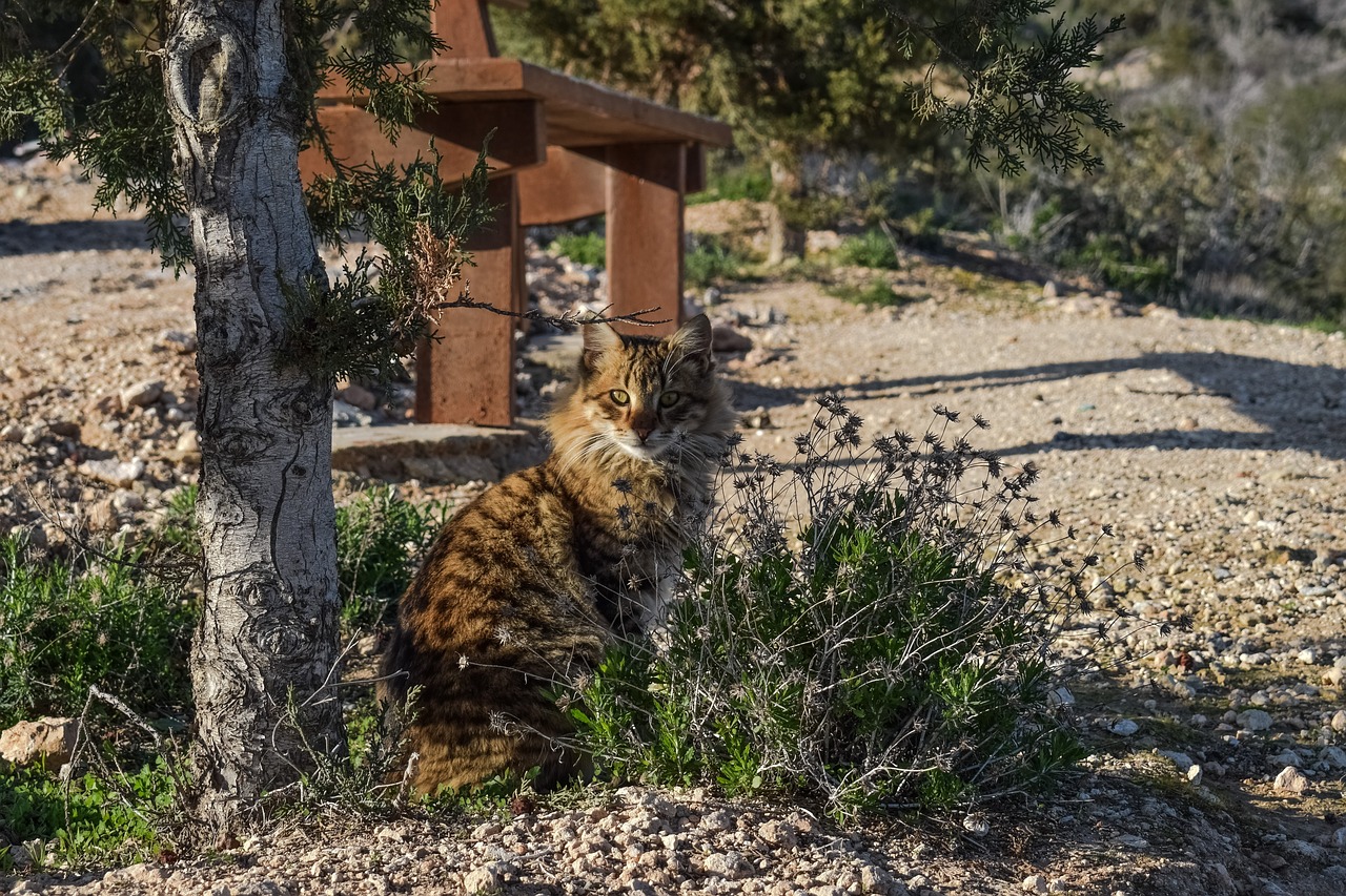 Image - cat feral outdoor animal kitten