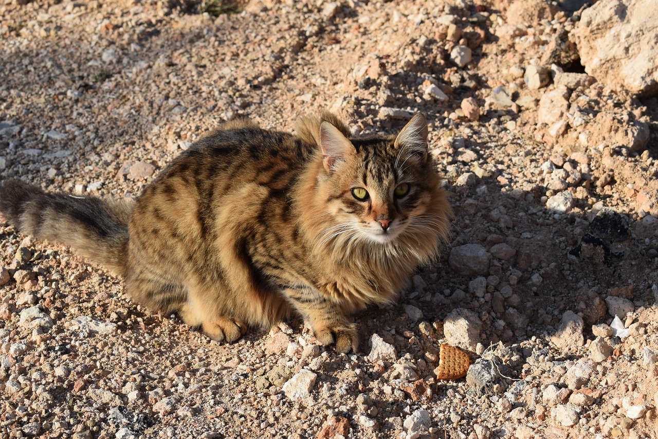 Image - cat feral outdoor animal kitten