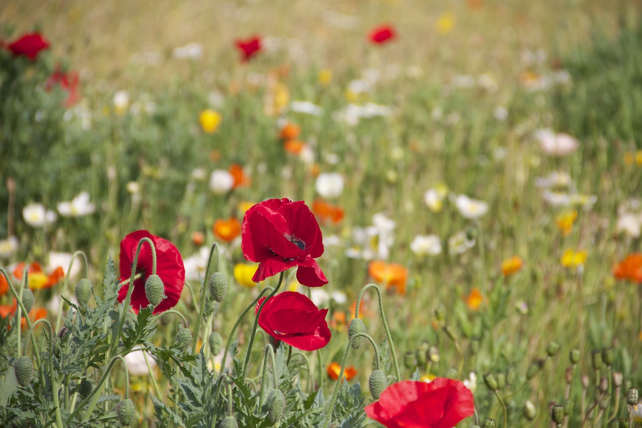 Image - floral plants natural blossom