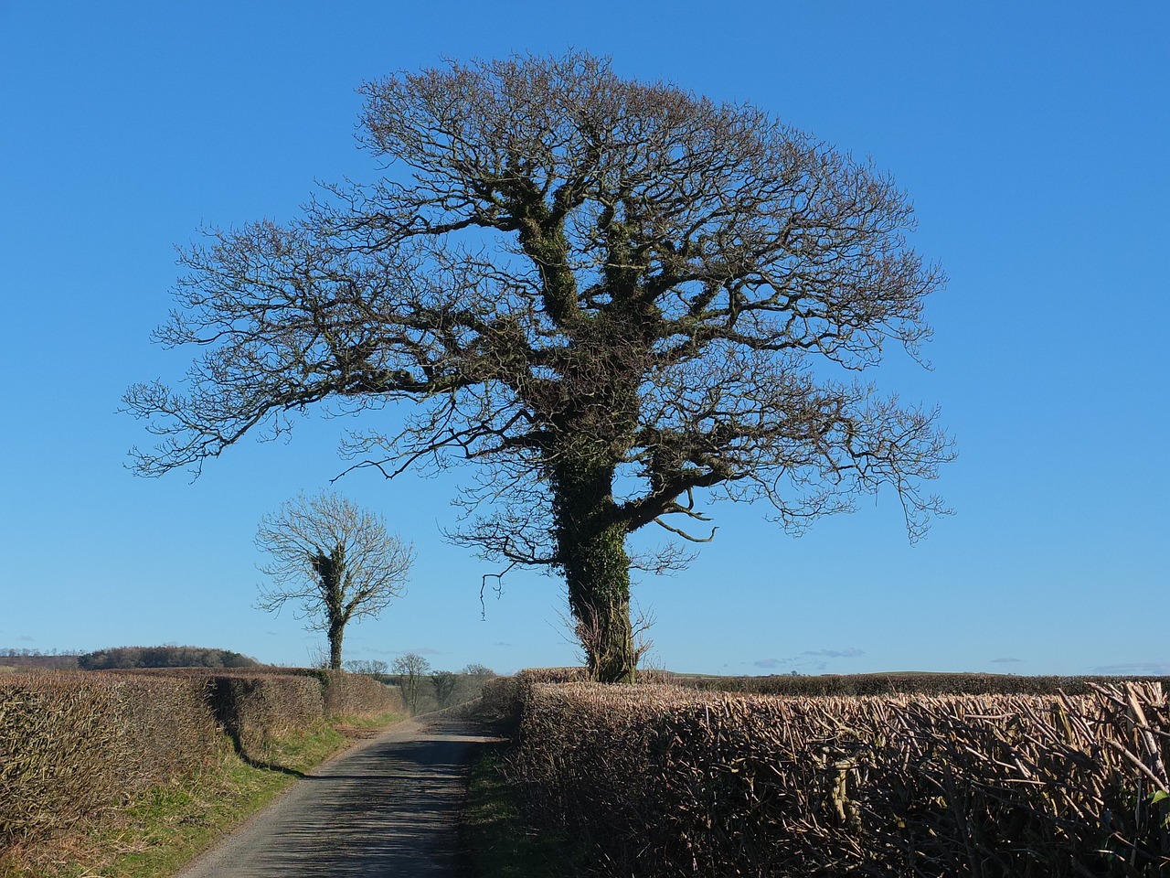 Image - tree ivy nature natural lane