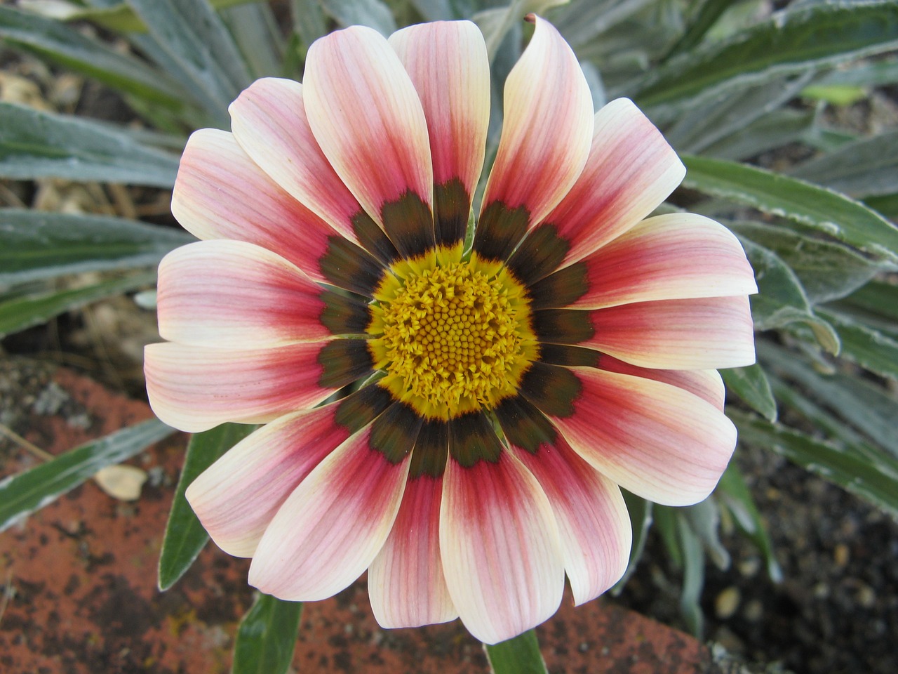 Image - gerbera flower chatel censoir france