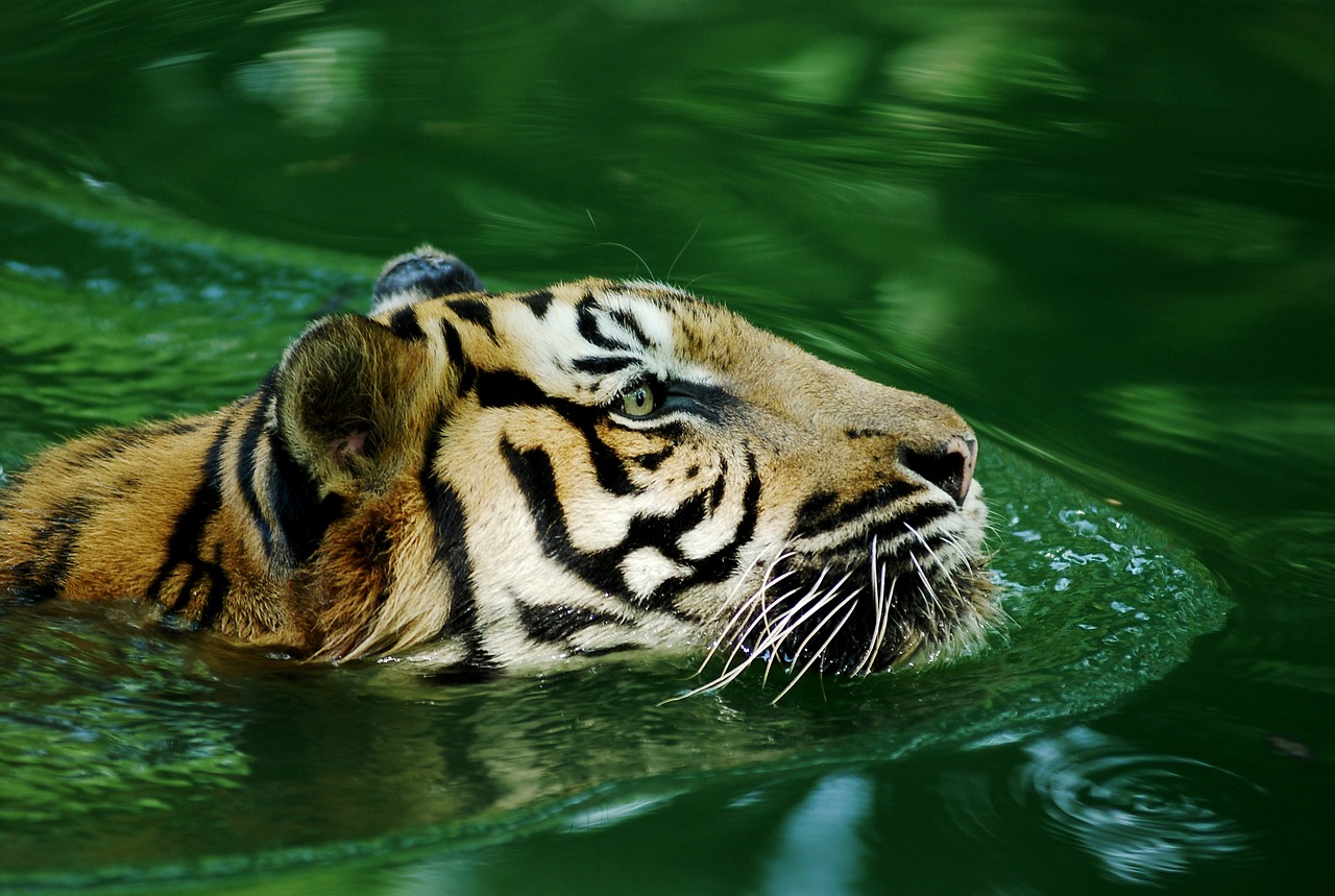 Image - tiger malayan tiger lonely wild