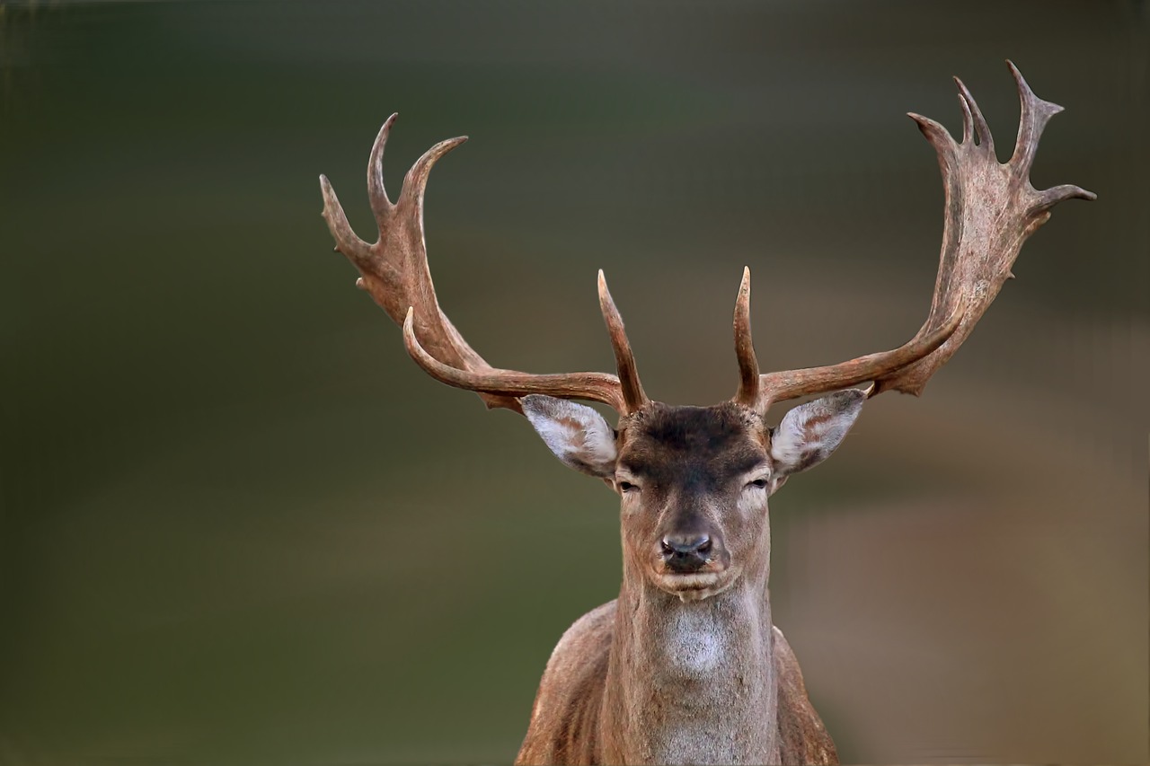 Image - hirsch fallow deer wild nature