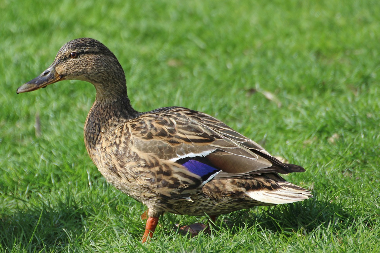 Image - duck mallard female meadow