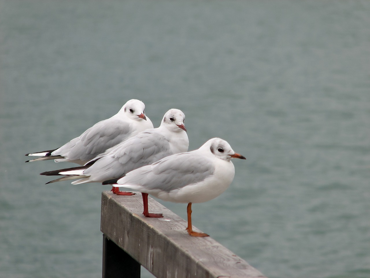 Image - bird seagull water bird waterfowl
