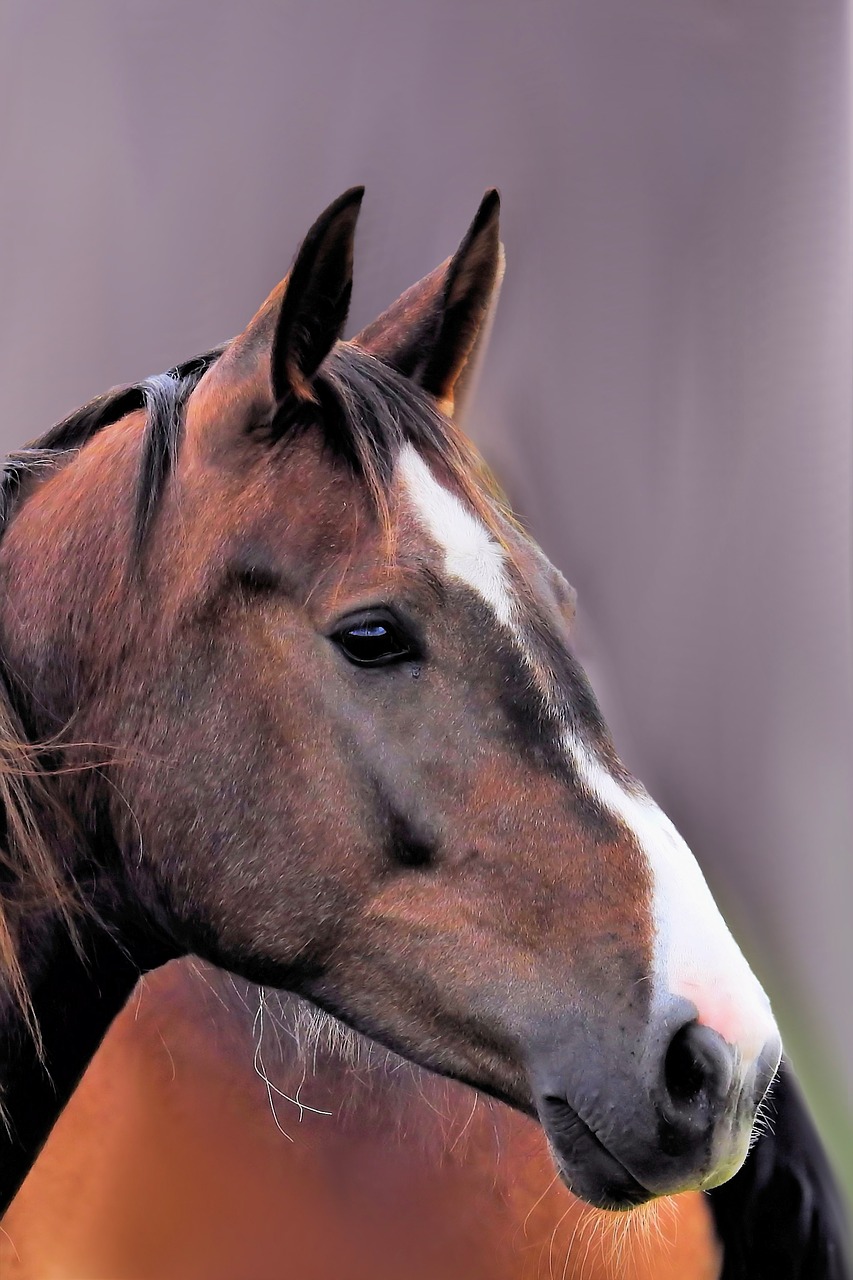 Image - horse horse head animal brown