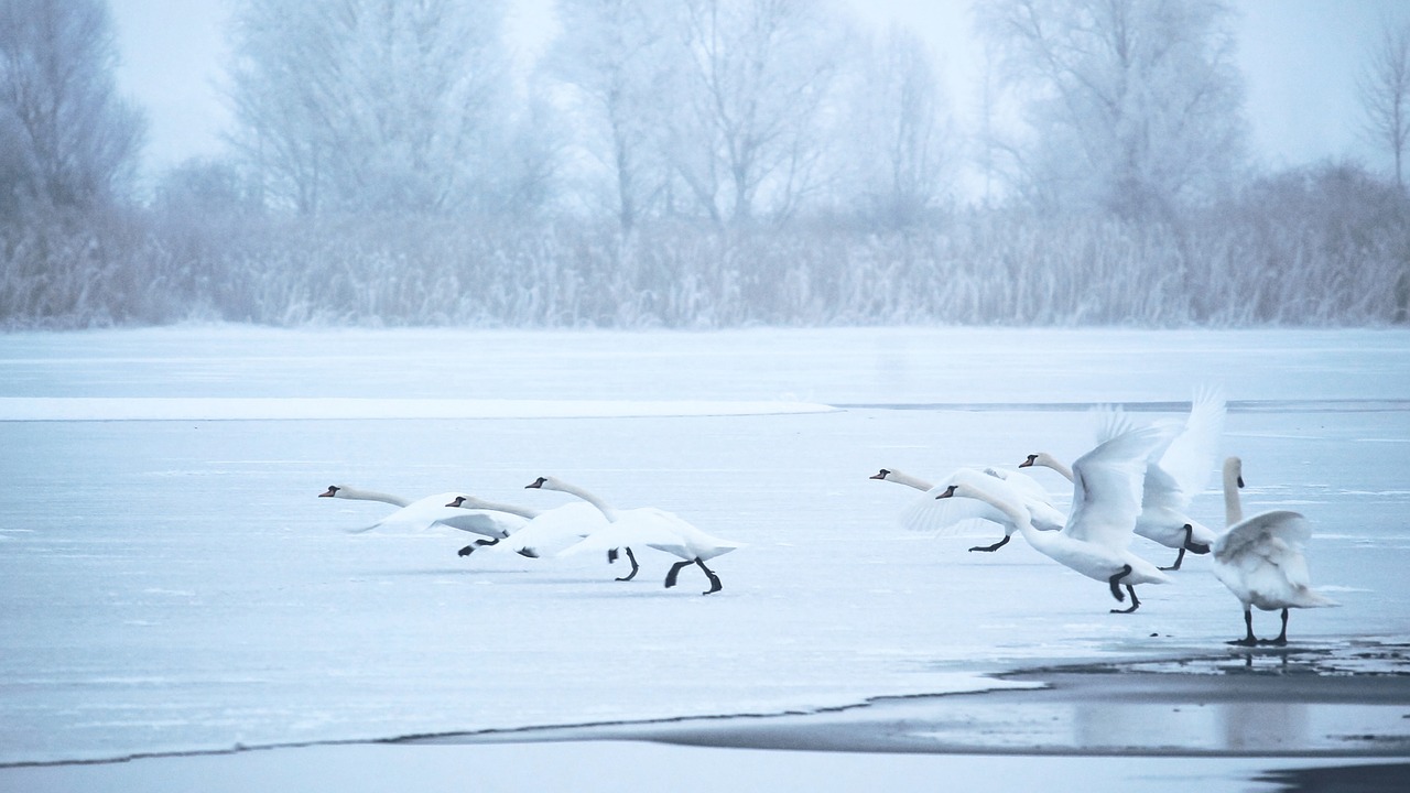 Image - swans winter lake frozen cold