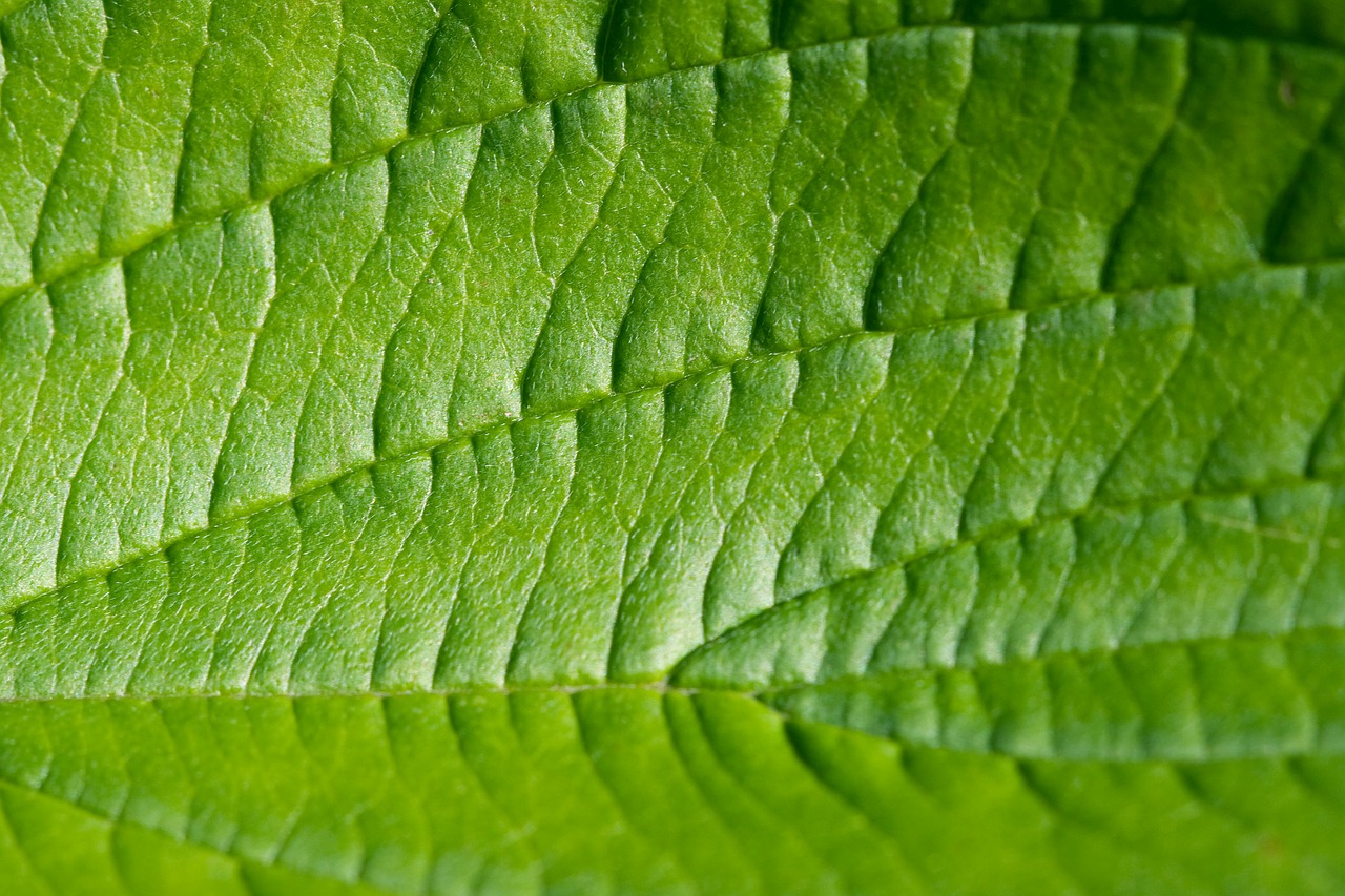 Image - leaf green macro structure texture