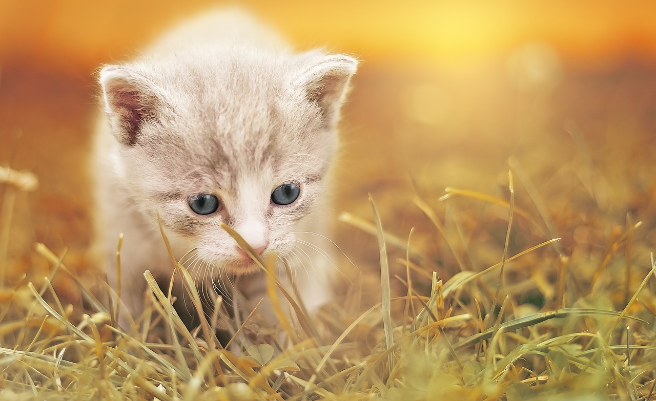 Image - cat cute cat baby kitten pet