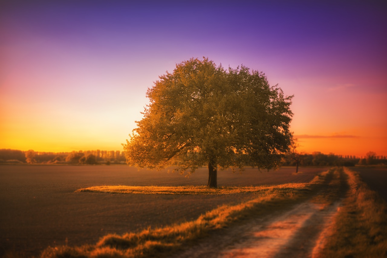 Image - tree landscape silent sunset
