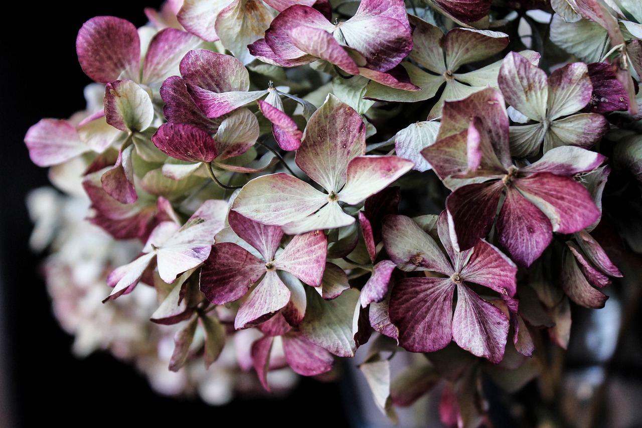 Image - hydrangea flower bouquet pink