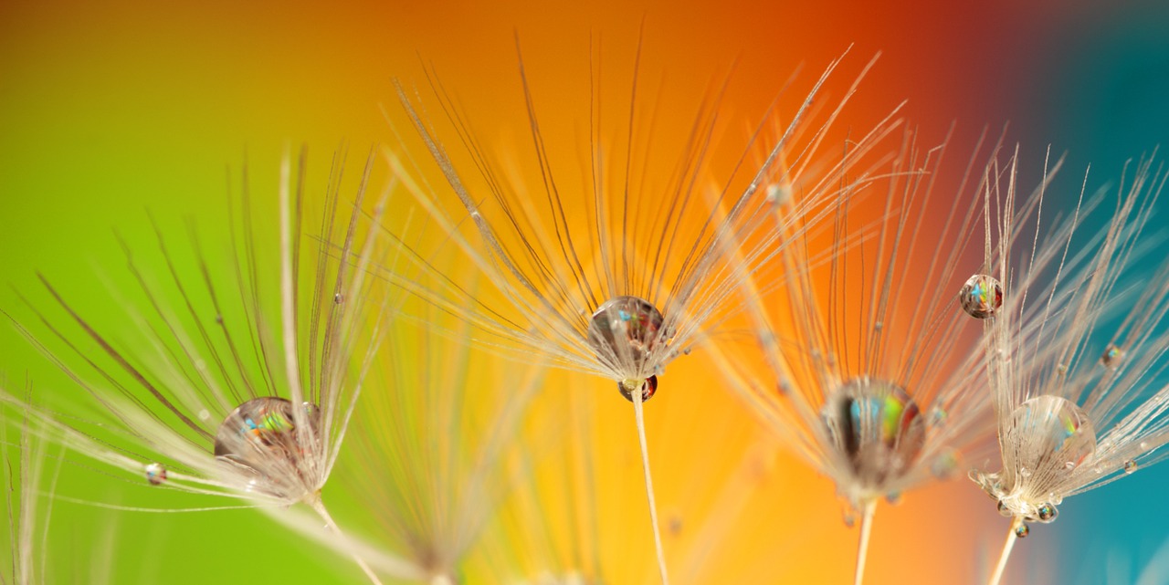 Image - dandelion colours colour green