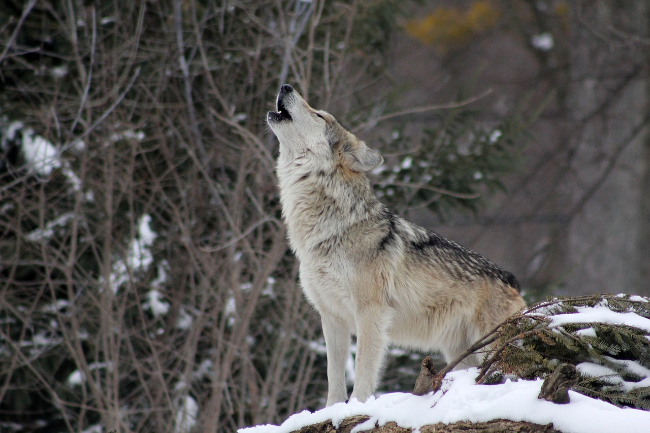 Image - wolf howling animal wild nature