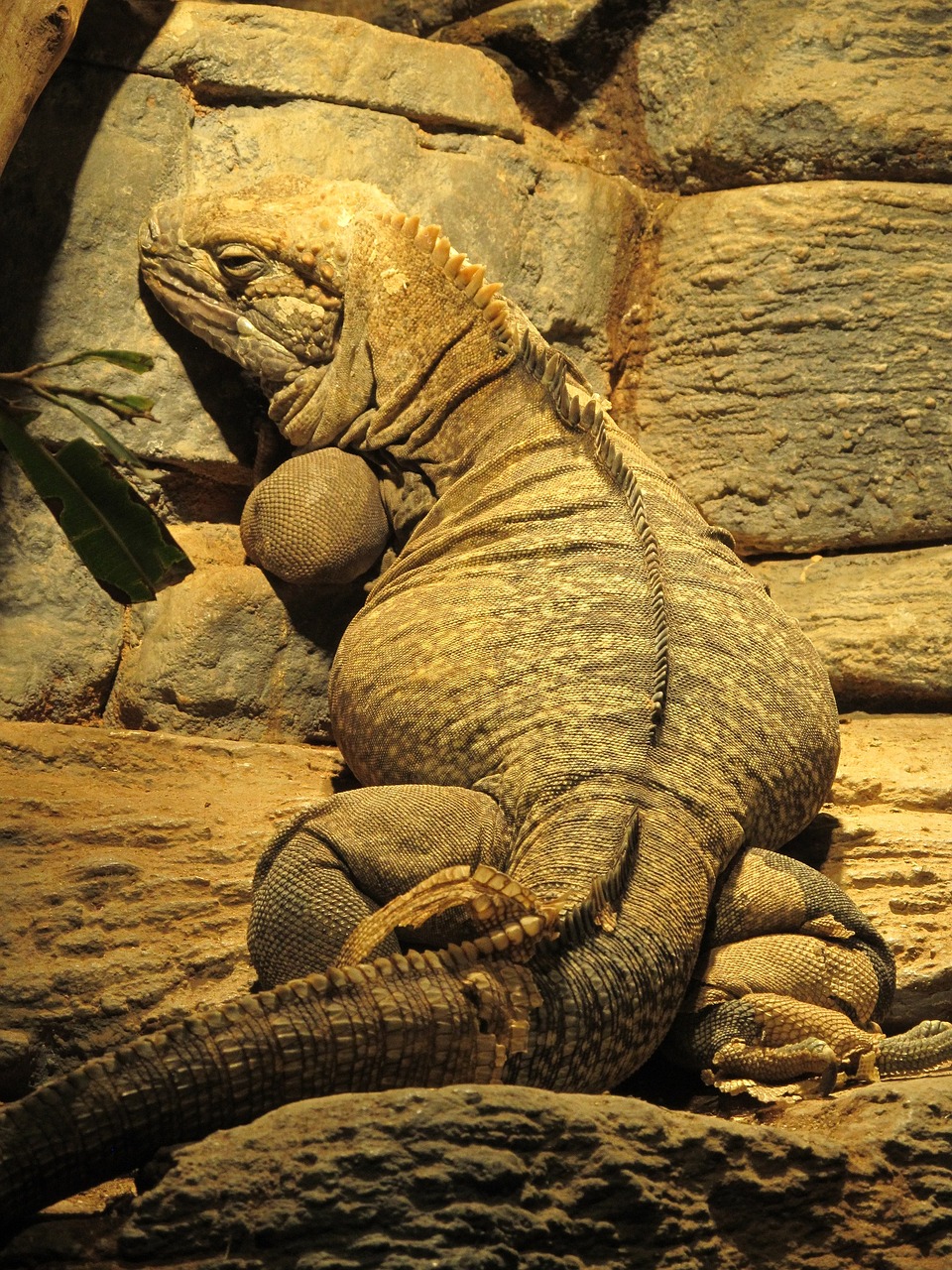 Image - jamaican iguana reptile rare