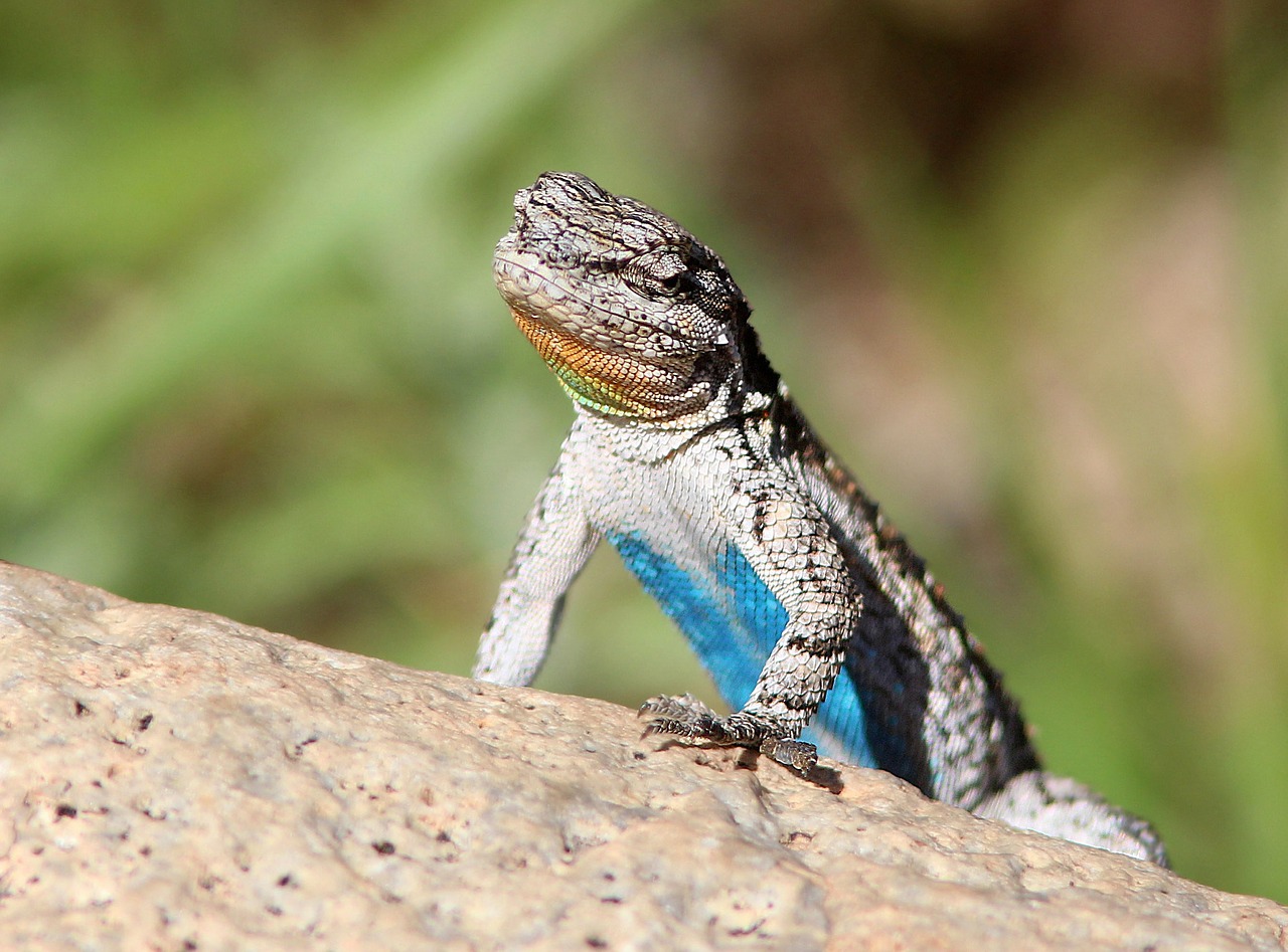 Image - ornate tree liizard reptile portrait