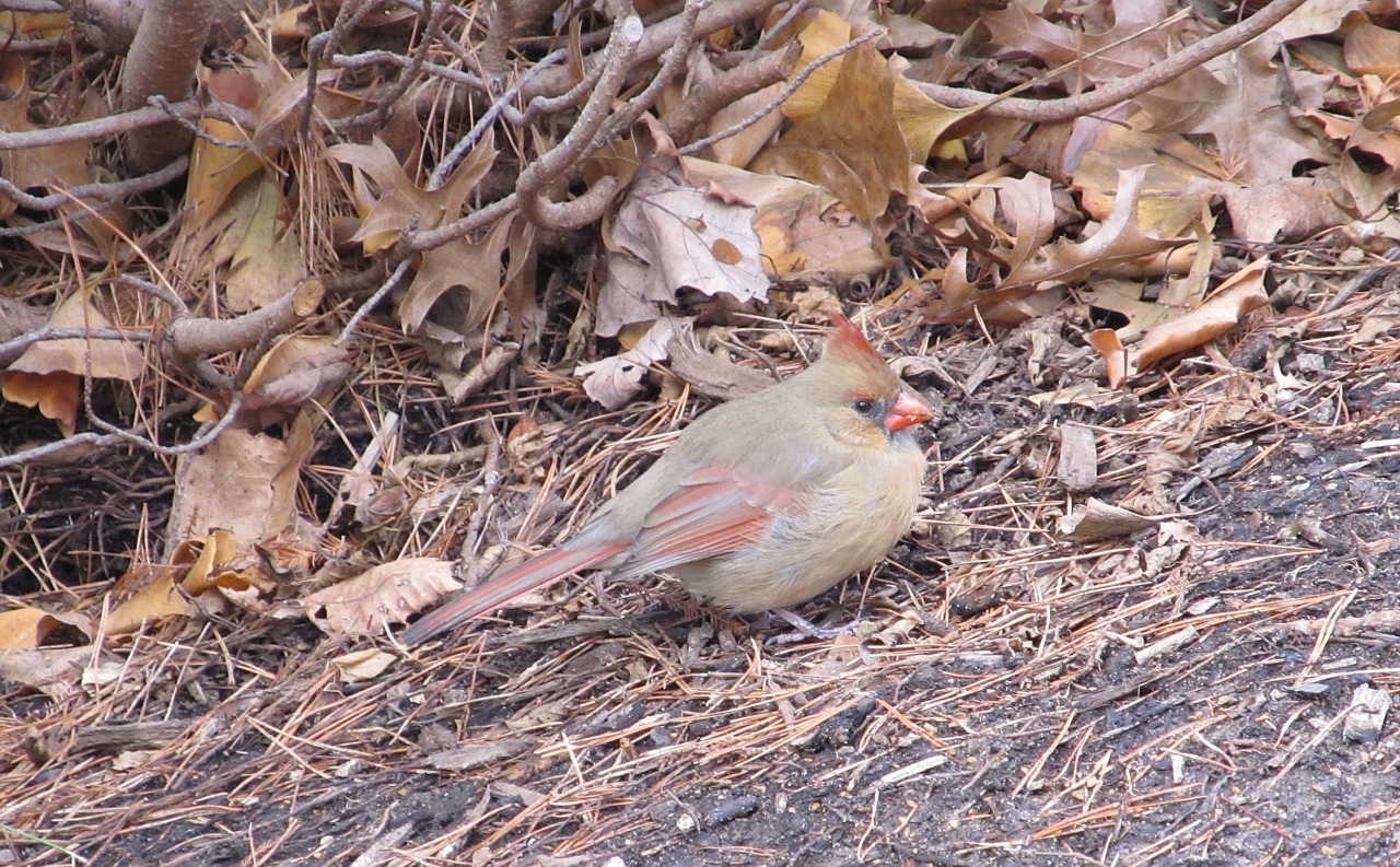 Image - cardinal incline hilly ground