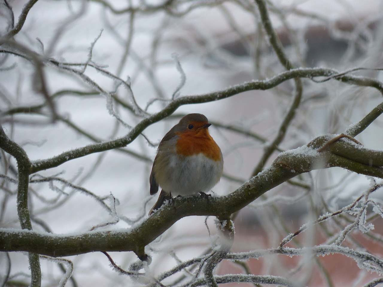 Image - robin bird nature cold winter gel