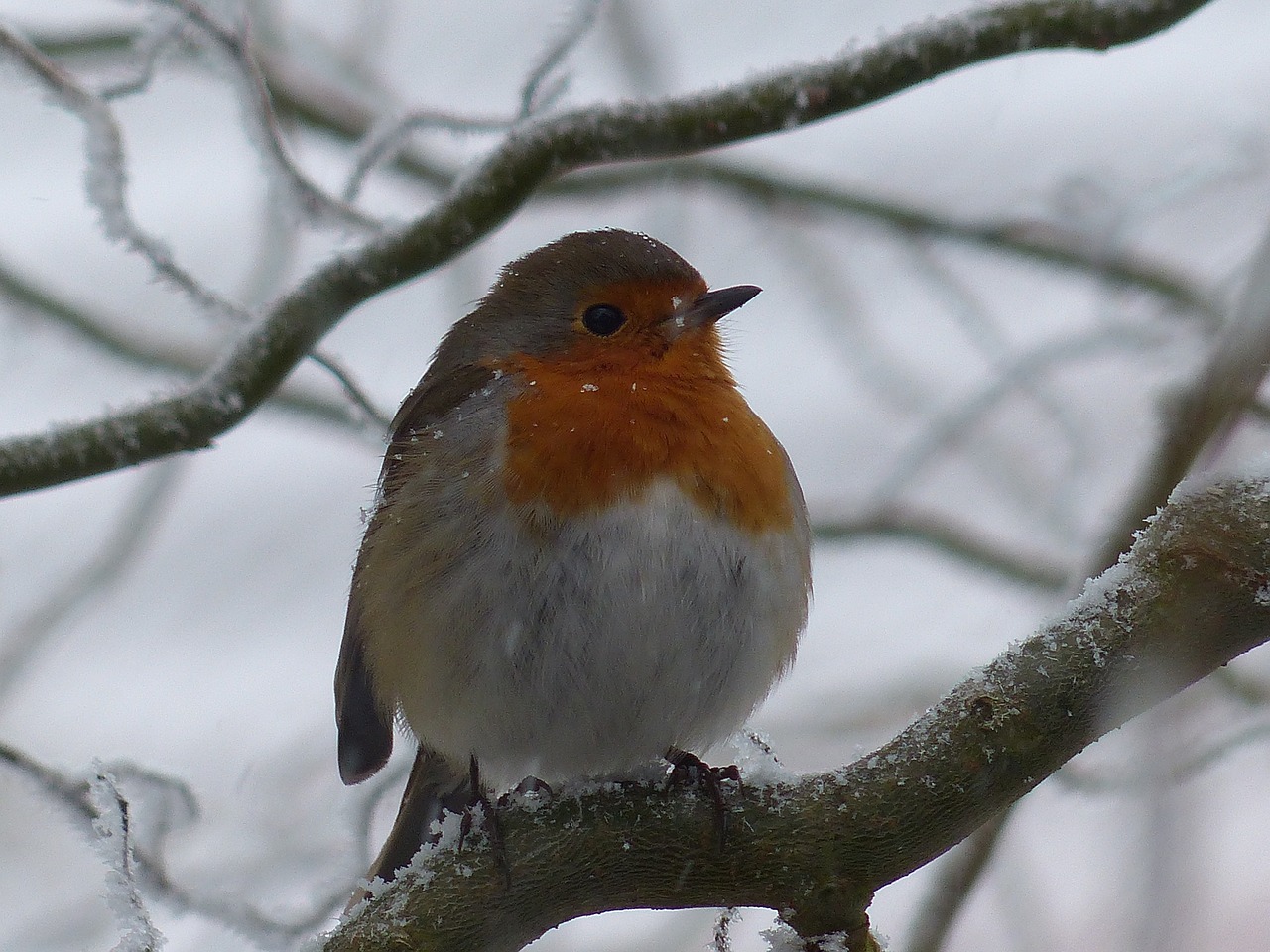 Image - robin bird nature cold winter gel