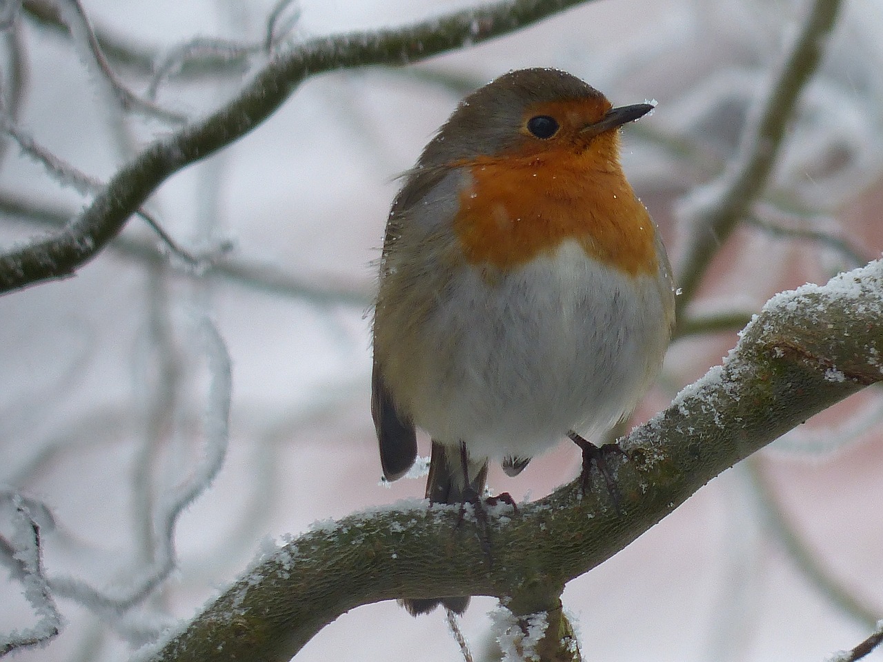 Image - robin bird nature cold winter gel