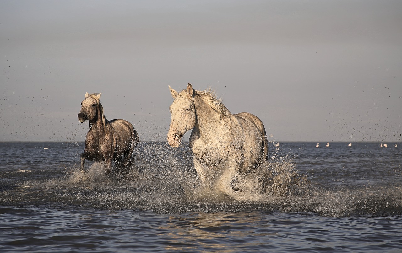 Image - horse camargue white horses