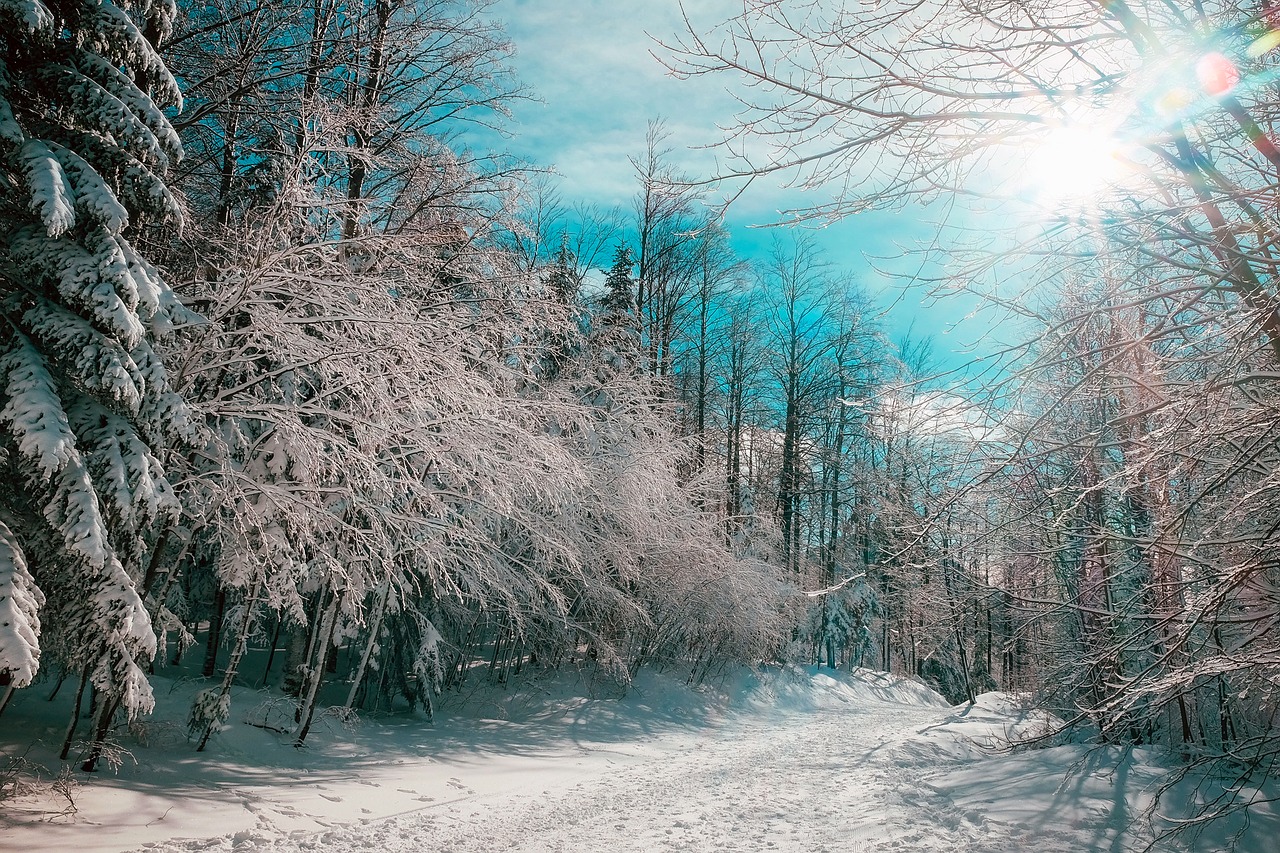 Image - canada landscape winter snow lane