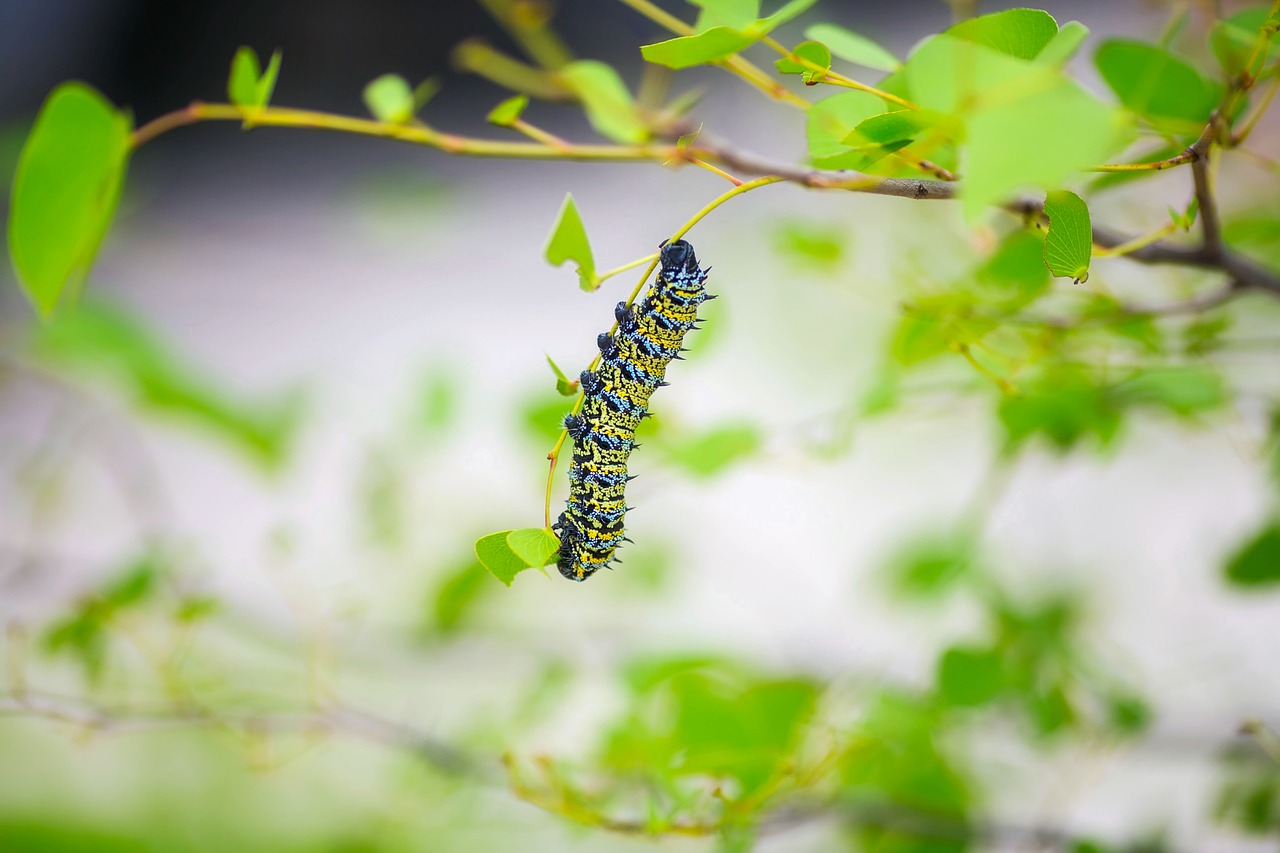 Image - caterpillar insect macro closeup