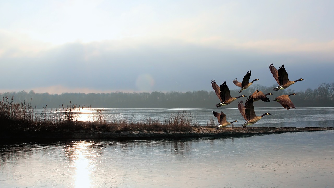 Image - twilight sunrise lake waters geese