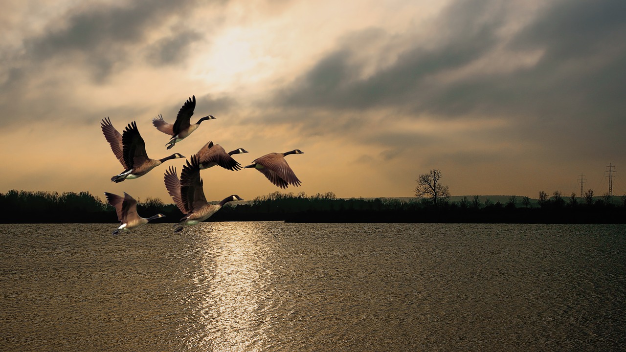 Image - twilight sunrise lake waters geese