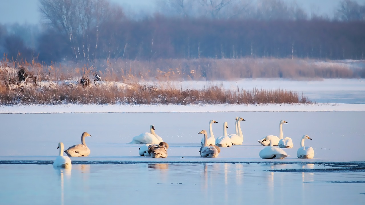 Image - lake waters frozen swans landscape