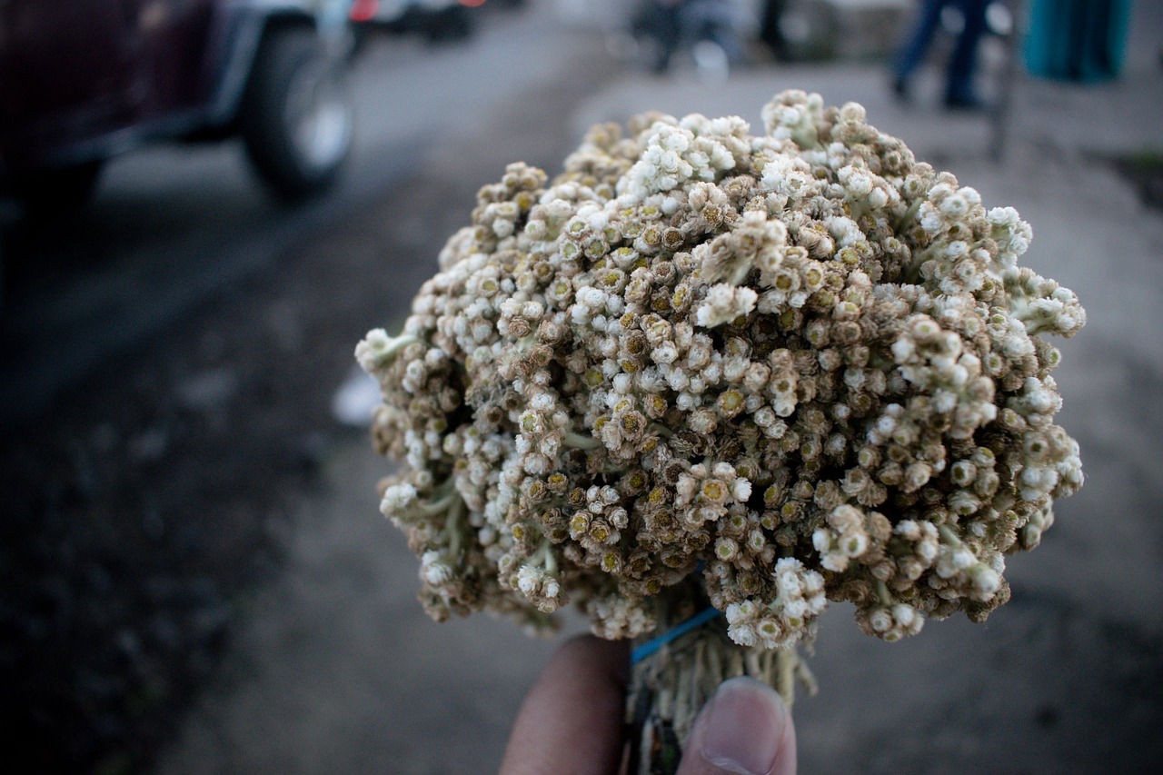 Image - flower edelweiss zoom