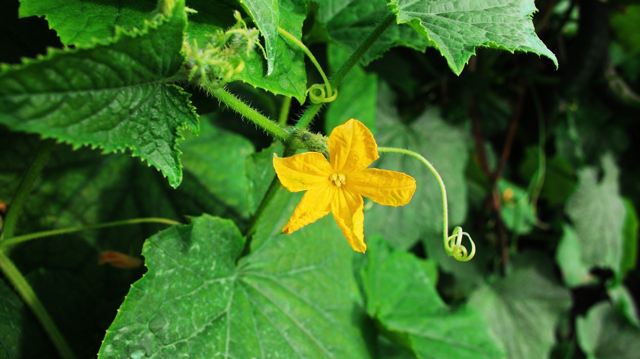 Image - flower leaves pumpkin flower green