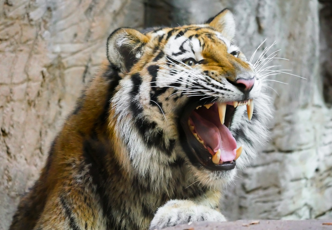 Image - animal tiger cat predator