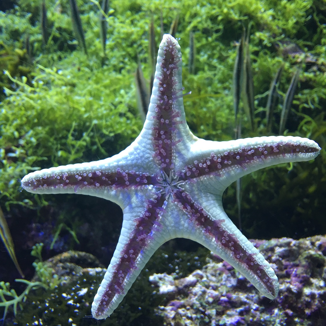 Image - underwater world starfish aquarium