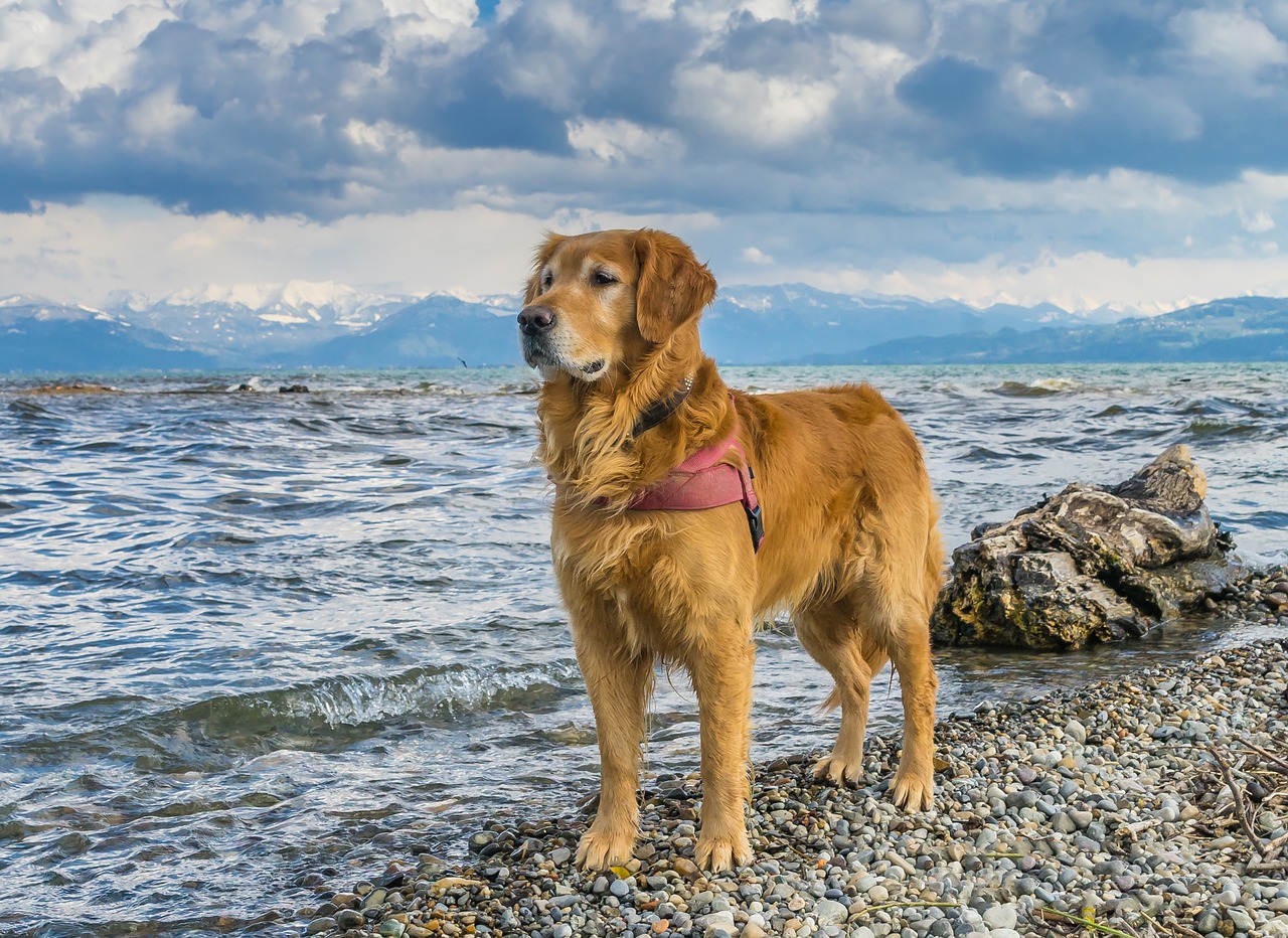 Image - dog lake constance golden retriever