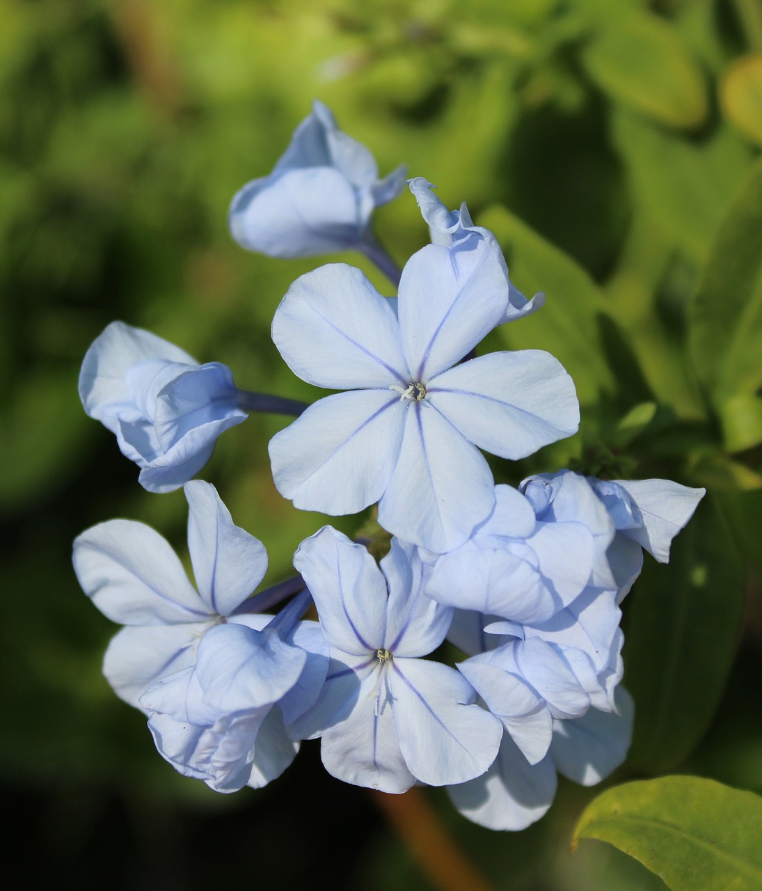 Image - plumbago auriculata blue plumbago