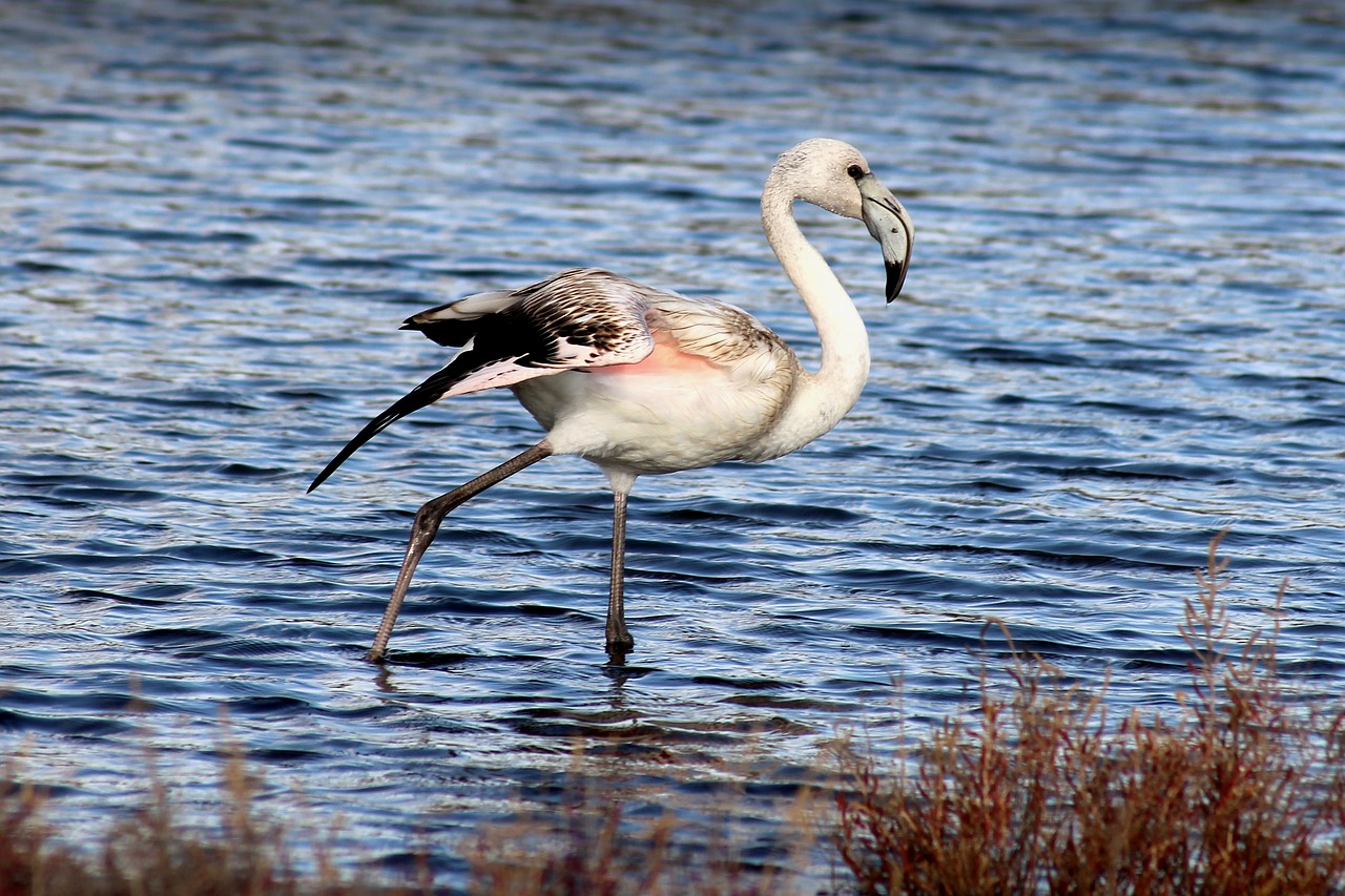 Image - animal pink flemish wader marsh