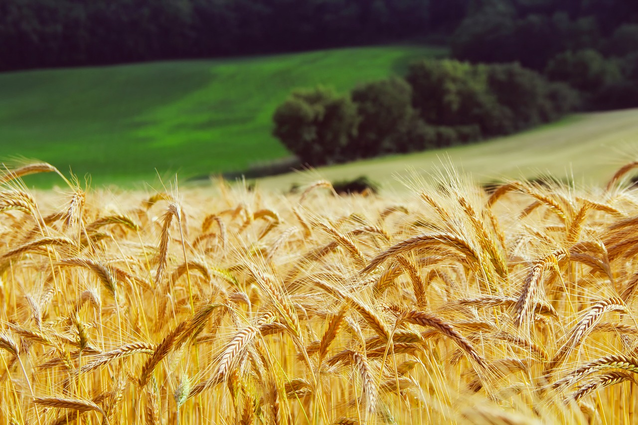 Image - wheat summer landscape hills trees