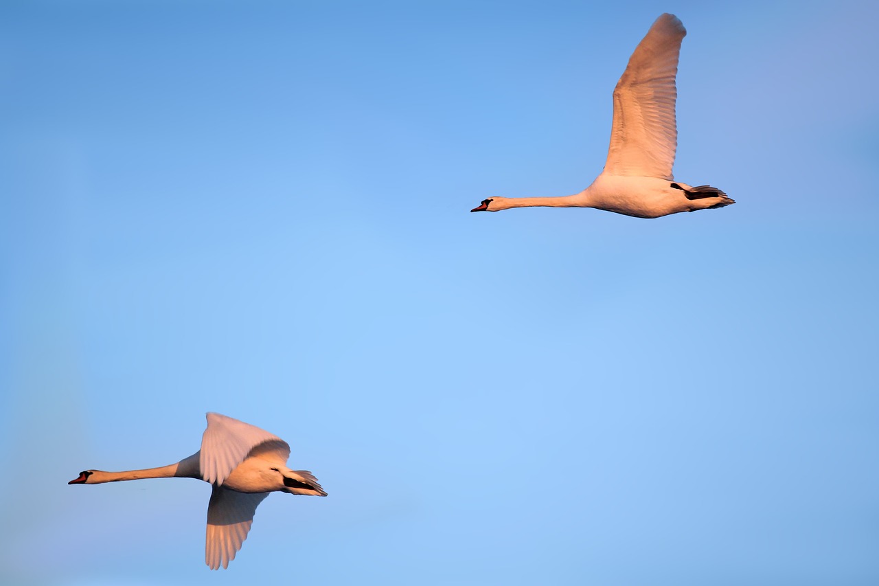 Image - swans birds fly singing swans