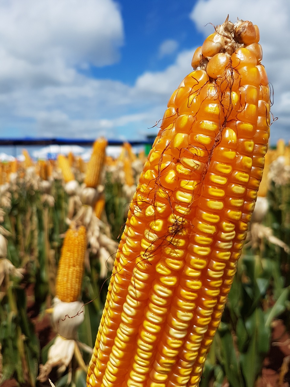 Image - corn plantation rural