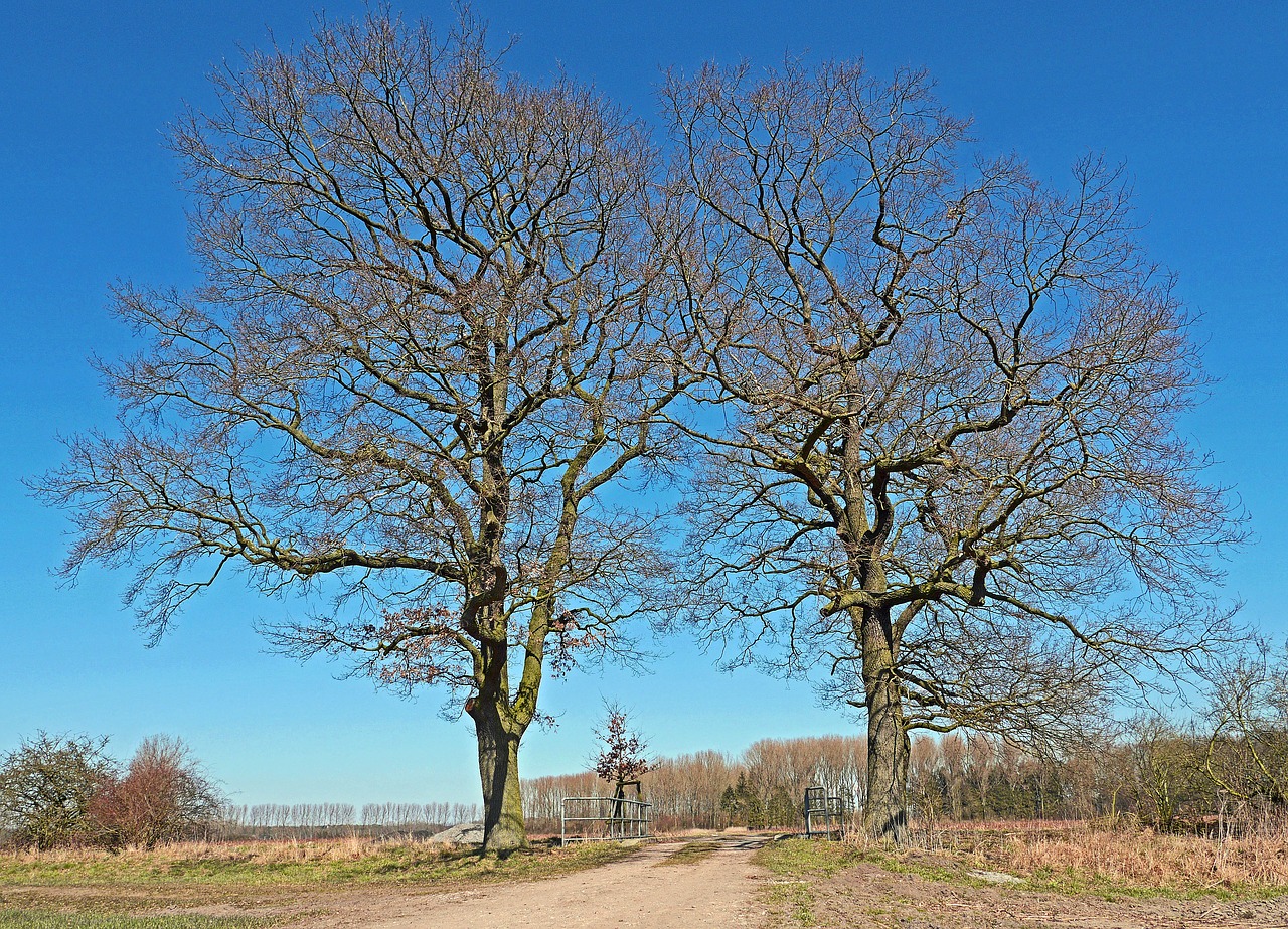 Image - oak solitaire wintry flat land