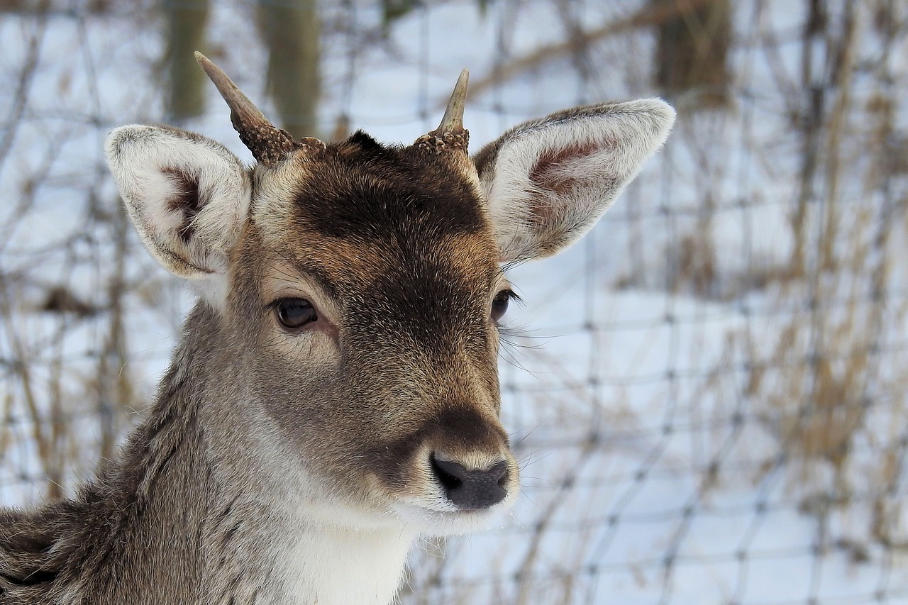 Image - hirsch antler fallow deer wild