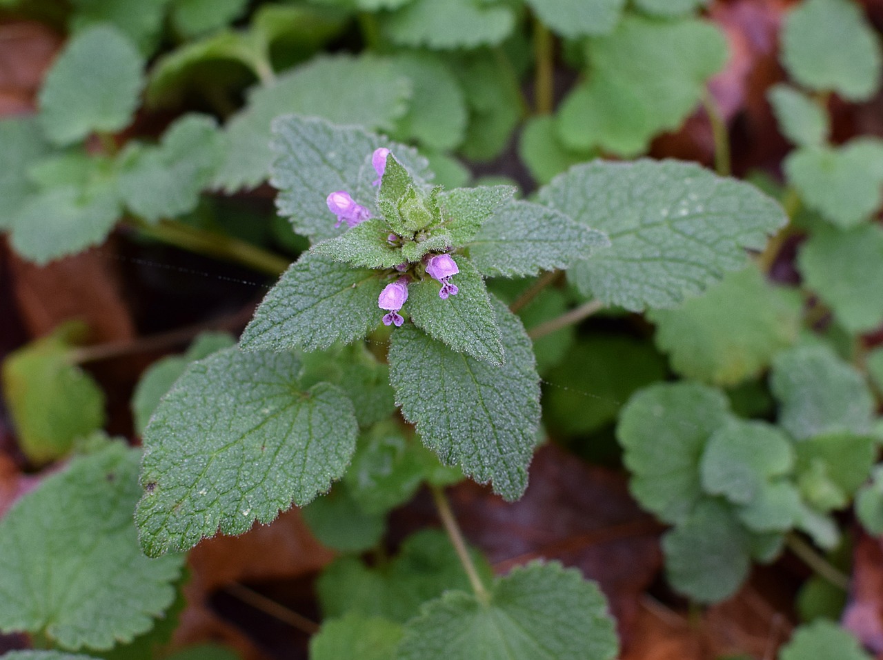 Image - purple dead nettle flower blossom