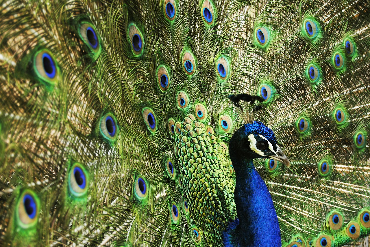 Image - peacock bird blue nature royals