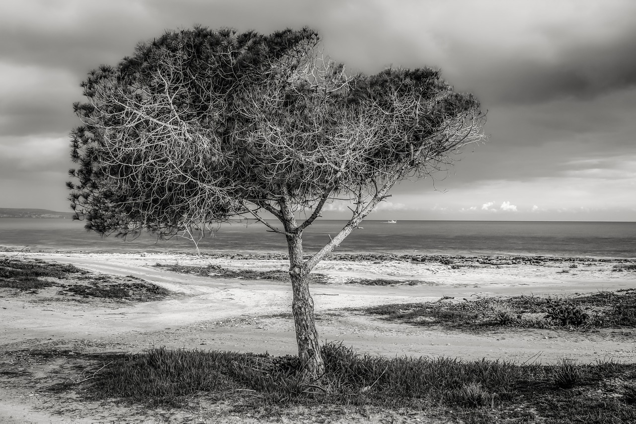 Image - tree beach sea sky clouds stormy