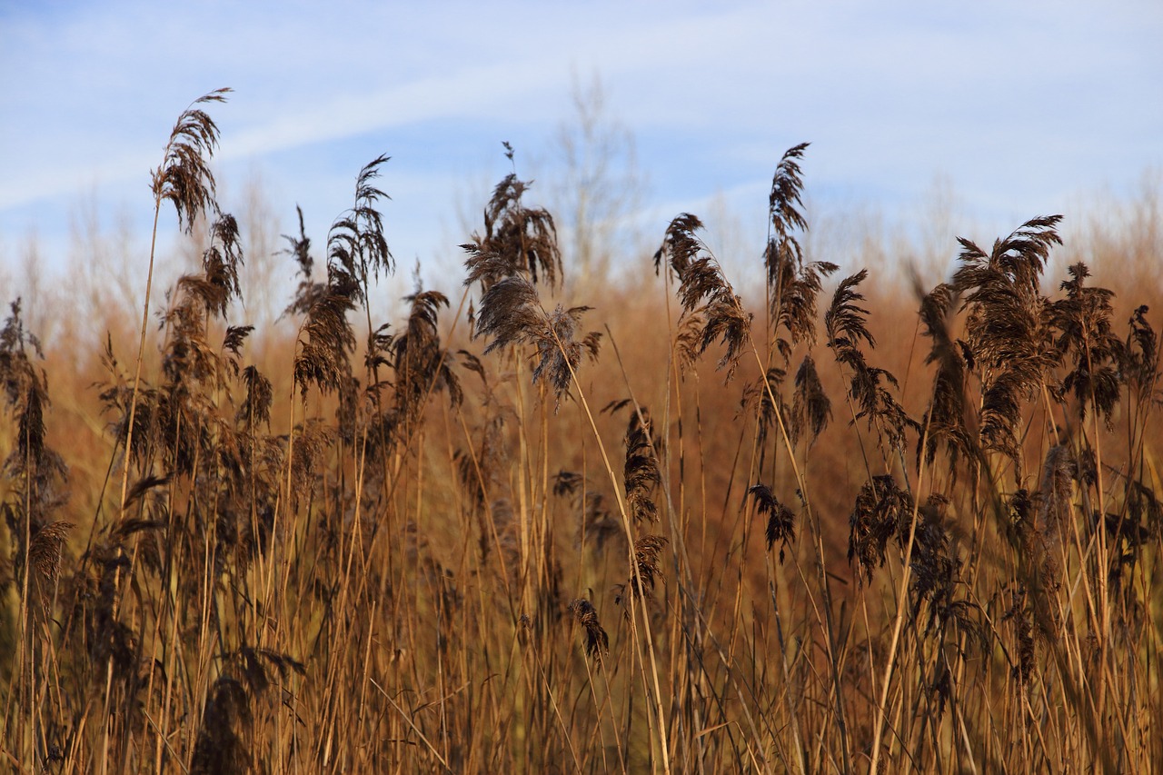 Image - reed bank nature lake plant pond